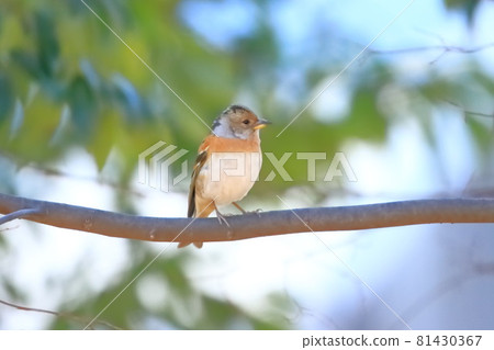 A female brambling that perches on a branch and looks at it A female brambling that perches on a branch and looks at it 81430367