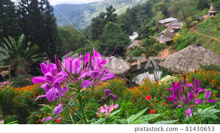 Pink Cleome hassleriana flower in the garden Species of Cleome are commonly known as spider flowers Pink Cleome hassleriana flower in the garden Species of Cleome are commonly known as spider flowers 81430653
