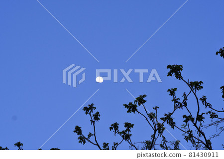 Moon and magnolia Moon and magnolia 81430911