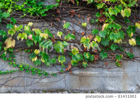 Block wall with entwined tsuta 2 81431001