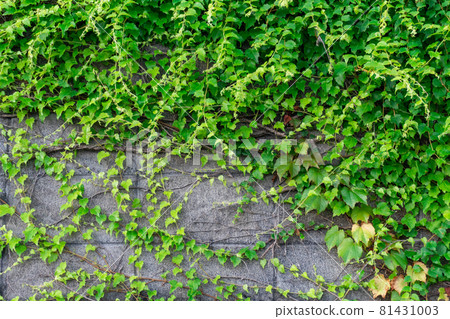 藤蔓纏繞的砌塊牆 1 81431003