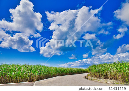 Summer tropical Okinawa sugar cane field Summer tropical Okinawa sugar cane field 81431239