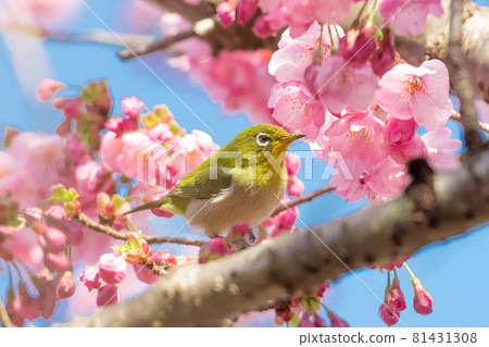 White-eye and cherry White-eye and cherry 81431308