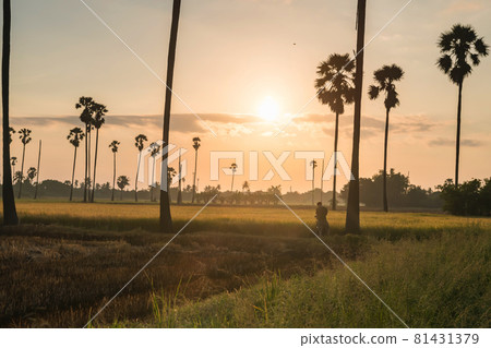 photographer photo rice and palm farm at sunrise 81431379
