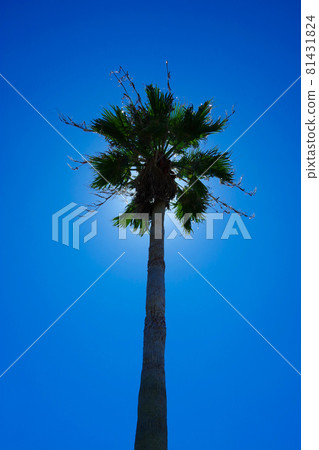 Okinawa tropical atmosphere resort image palm tree palm mock Okinawa tropical atmosphere resort image palm tree palm mock 81431824