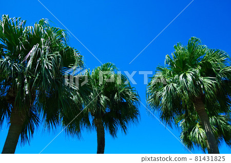 Okinawa tropical atmosphere resort image palm tree palm mock Okinawa tropical atmosphere resort image palm tree palm mock 81431825