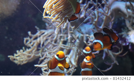 Clown anemonefish Clown anemonefish 81432412