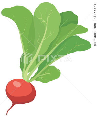 Radish 81433374