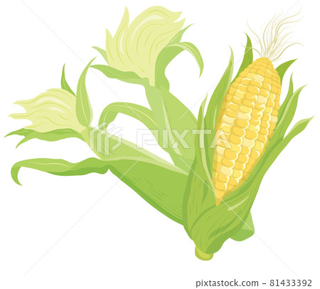corn  81433392