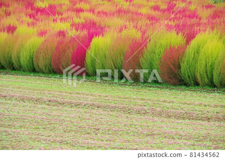 KOKIA KOKIA 81434562