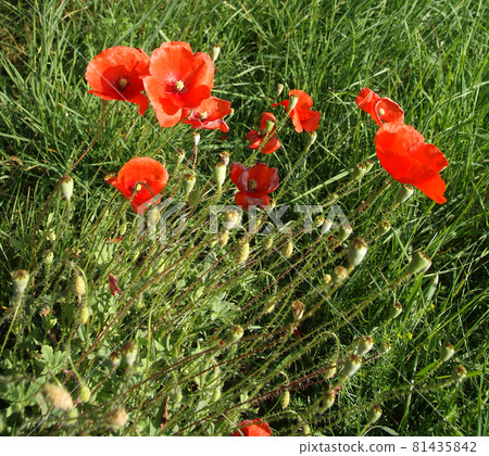 Red poppies on a background of green grass 81435842