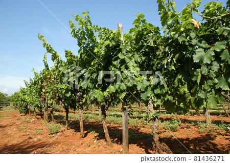 Farmer's field with long rows of vines Farmer's field with long rows of vines 81436271