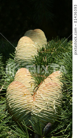 Natural cones on spruce Natural cones on spruce 81436393