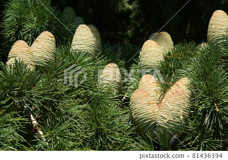 Natural cones on spruce Natural cones on spruce 81436394