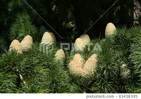 Natural cones on spruce Natural cones on spruce 81436395