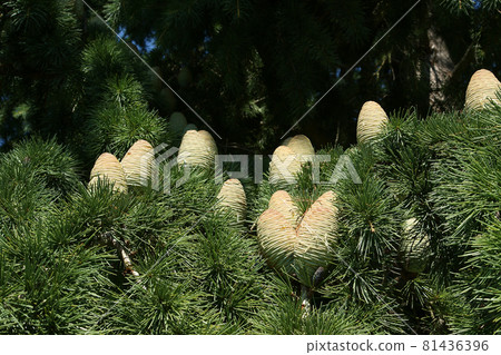 Natural cones on spruce Natural cones on spruce 81436396