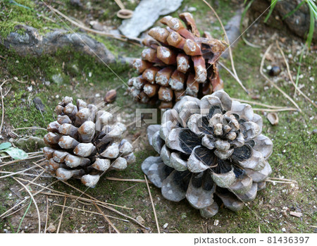 Natural spruce cones lying on the ground Natural spruce cones lying on the ground 81436397