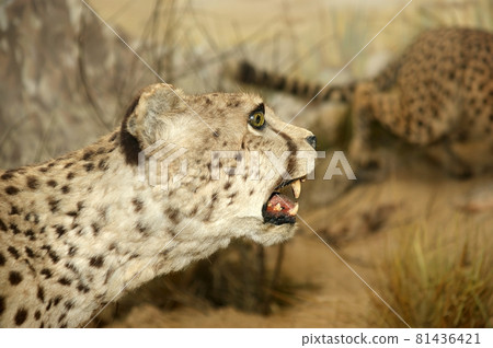 great big leopard close-up great big leopard close-up 81436421