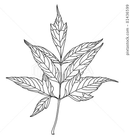 Black linear graphics of ash-leaved maple leaf with veining isolated on white background. Vector illustration. Element for design in line art style. 81436599