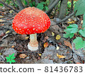 Amanita or toadstool in the autumn fores 81436783