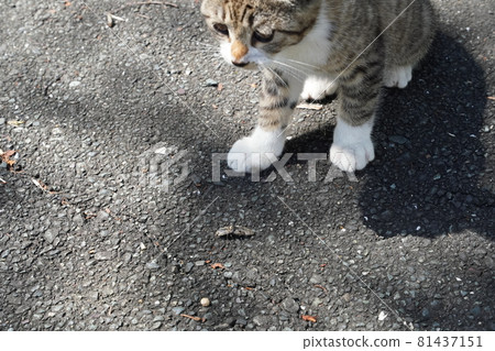 Cute stray cat kittens play well today and sleep tired Cute stray cat kittens play well today and sleep tired 81437151