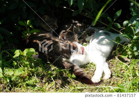 Cute stray cat kittens play well today and sleep tired Cute stray cat kittens play well today and sleep tired 81437157