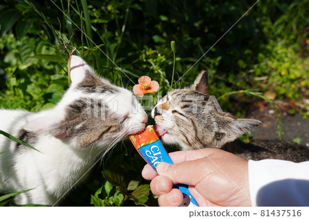 A cute stray cat kitten eats a snack in front of a poppy and takes a nap with a gorori A cute stray cat kitten eats a snack in front of a poppy and takes a nap with a gorori 81437516