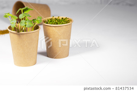 Microgreen sprouts growing in paper cup on table. Healthy and Diet Food. Trendy Food. Eco Friendly Theme Microgreen sprouts growing in paper cup on table. Healthy and Diet Food. Trendy Food. Eco Friendly Theme 81437534