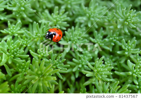 Ladybug on green grass background 81437567