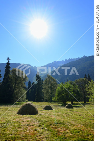 Landscape with haystacks in mountain meadow 81437568