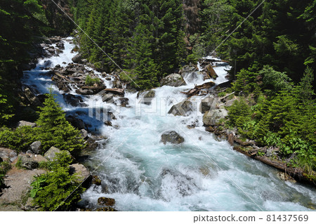 Mountain river in green forest 81437569