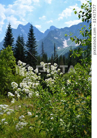 Summer landscape with white flowers, pines and mountains 81437577
