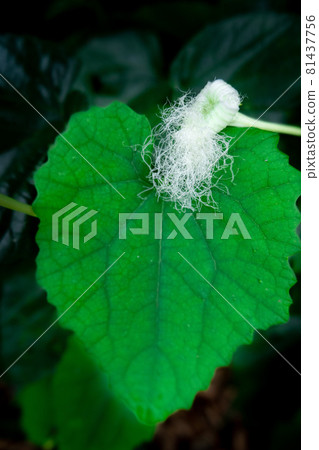 烏鴉瓜花盛開在綠心葉上 81437756