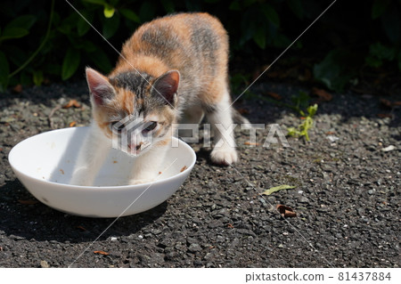 Cute stray kittens are happy to eat with their mom 81437884