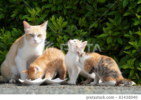 Cute stray kittens are happy to eat with their mom Cute stray kittens are happy to eat with their mom 81438040