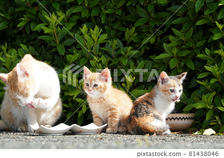 Cute stray kittens are happy to eat with their mom Cute stray kittens are happy to eat with their mom 81438046