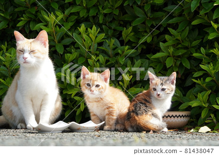 Cute stray kittens are happy to eat with their mom Cute stray kittens are happy to eat with their mom 81438047