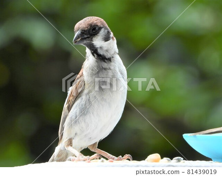 Sparrow 81439019
