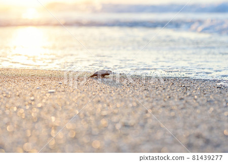 Hatched sea turtle crawl on sand to the sea at sunrise. Forward to a new life. Hatched sea turtle crawl on sand to the sea at sunrise. Forward to a new life. 81439277