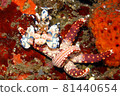 Harlequin Shrimp, Hymenocera picta 81440654