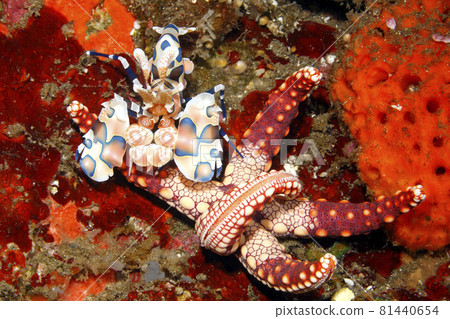 Harlequin Shrimp, Hymenocera picta Harlequin Shrimp, Hymenocera picta 81440654