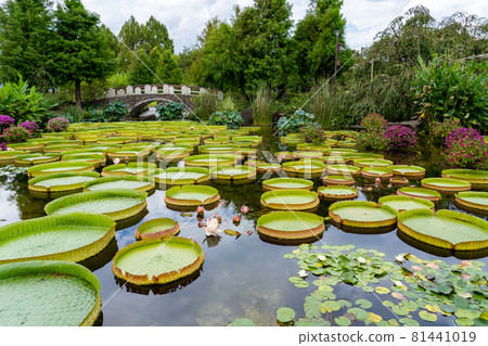 滋賀縣草津市 水生植物園 水之森水上花園 花影之池 81441019
