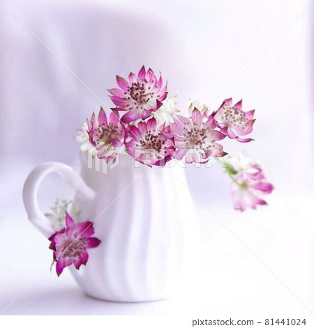 迷人的 Astratia 花卉內飾 迷人的 Astratia 花卉內飾 81441024