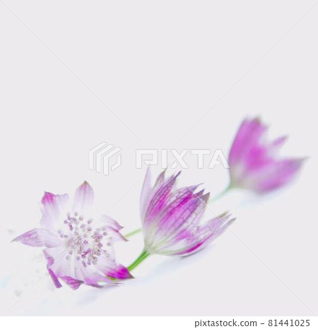 Attractive Astratia flowers Attractive Astratia flowers 81441025