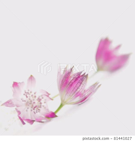 有吸引力的 Astratia 花 有吸引力的 Astratia 花 81441027