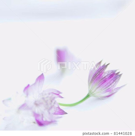 有吸引力的 Astratia 花 81441028