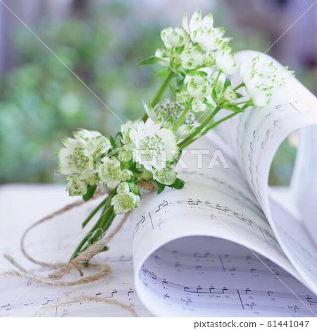 Astratia 花束和樂譜 81441047