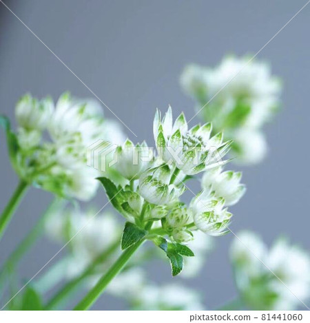 迷人的阿斯特拉蒂亞(特寫) 迷人的阿斯特拉蒂亞(特寫) 81441060