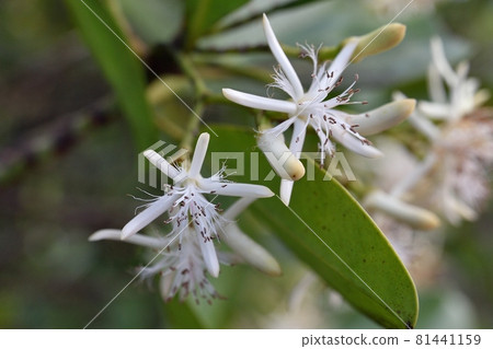 Kandelia obovata 81441159