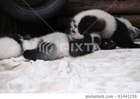 Gray baby panda and baby panda Gray baby panda and baby panda 81441239